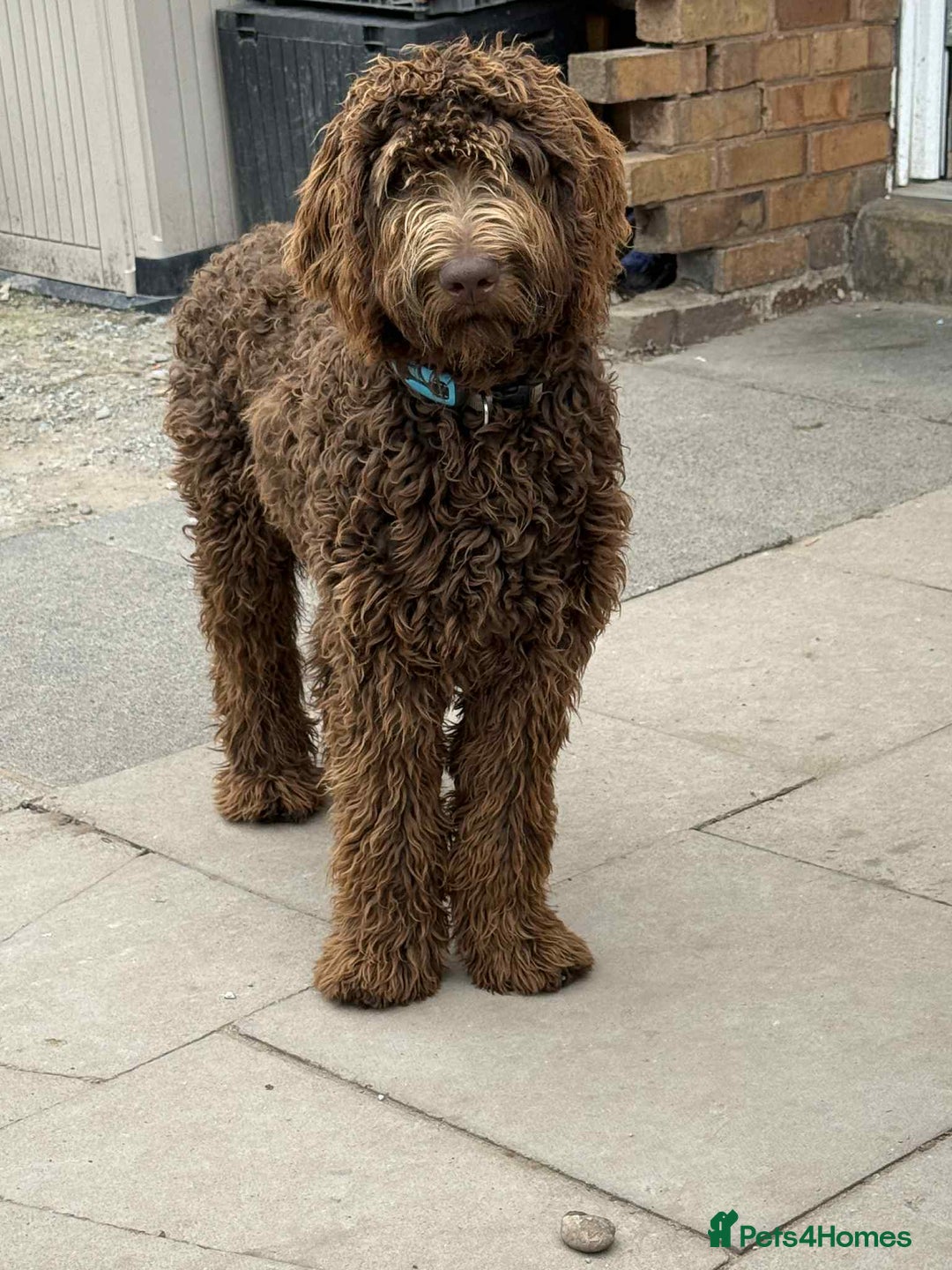 Labradoodle dogs for sale: Labradoodle - Image 6