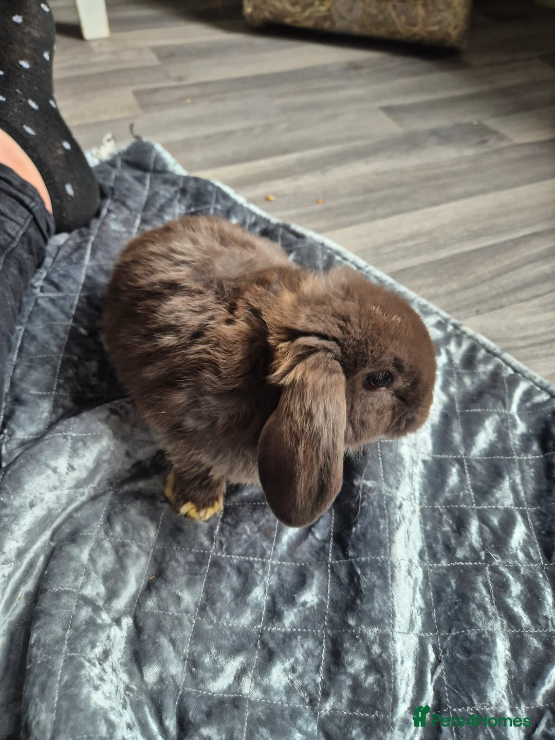 Dwarf Lop rabbits for sale: 7 weeks old rabbits  in Birmingham - Advert 1