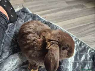 Dwarf Lop rabbits 7 weeks old rabbits - Advert 7