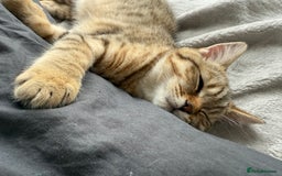 British Shorthair cats for sale: Stunning BSH chinchilla kittens 15 weeks old  - Image 14