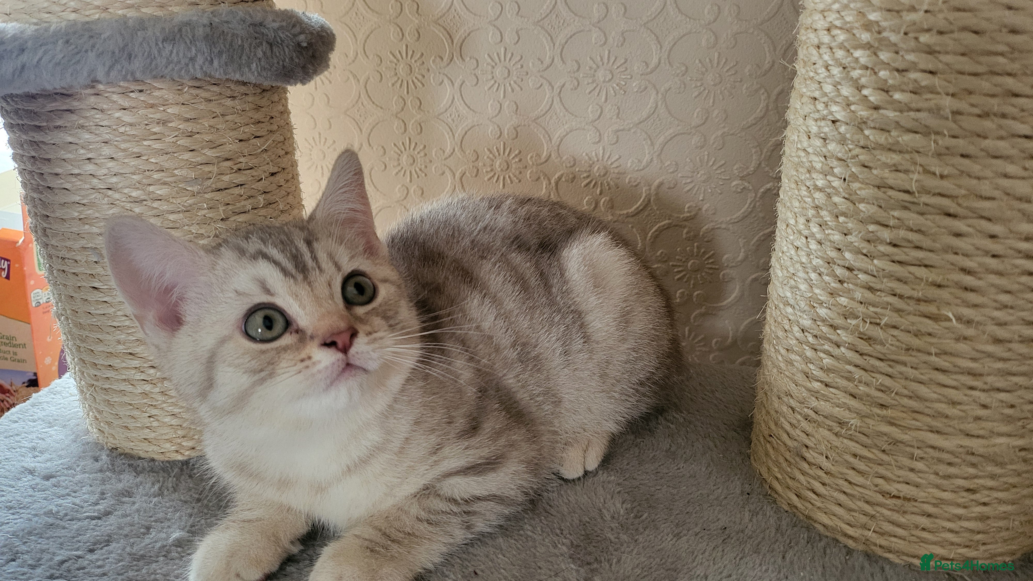 British Shorthair cats Last amazing kitten boy  left - Advert 6