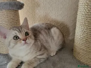 British Shorthair cats Last amazing kitten boy left - Advert 6