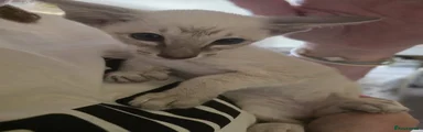 Siamese Kitten 1