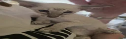 Siamese cats for sale: Beautiful GCCF Siamese Kittens ready end of May - Advert 16
