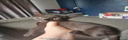 Mixed Breed cats for sale: 1 Male and 1 Female kitten in Seaford - Advert 3