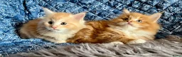 Maine Coon cats for sale: 2 Adorable Maine Coon Kittens TICA reg.  - Advert 4