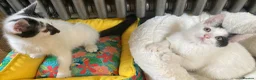 Turkish Van cats for sale: Gorgeous Turkish Van Kittens in Potters Bar - Advert 8