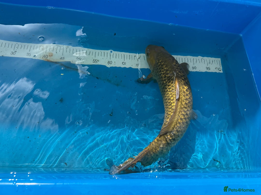 Koi Carp fish for sale: Various koi carp for sale  - Image 35