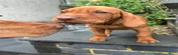 Hungarian Vizsla dogs for sale: 🐶Adorable KC Hungarian Vizsla Puppies 💗🩵 - Advert 16