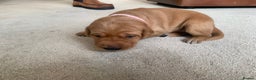 Labrador Retriever dogs for sale: ✨ Stunning 5 Male & 3 Female Fox Red Lab Puppies - Advert 35