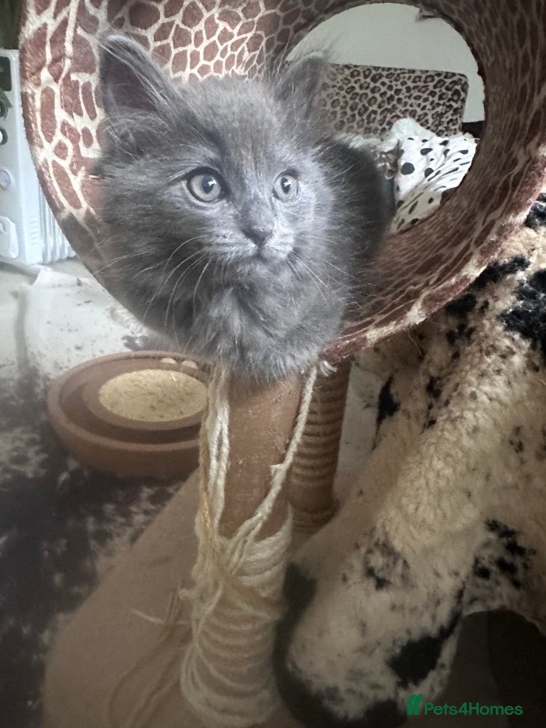 Ragdoll cats for sale: Beautiful Persia dolls  - Image 3
