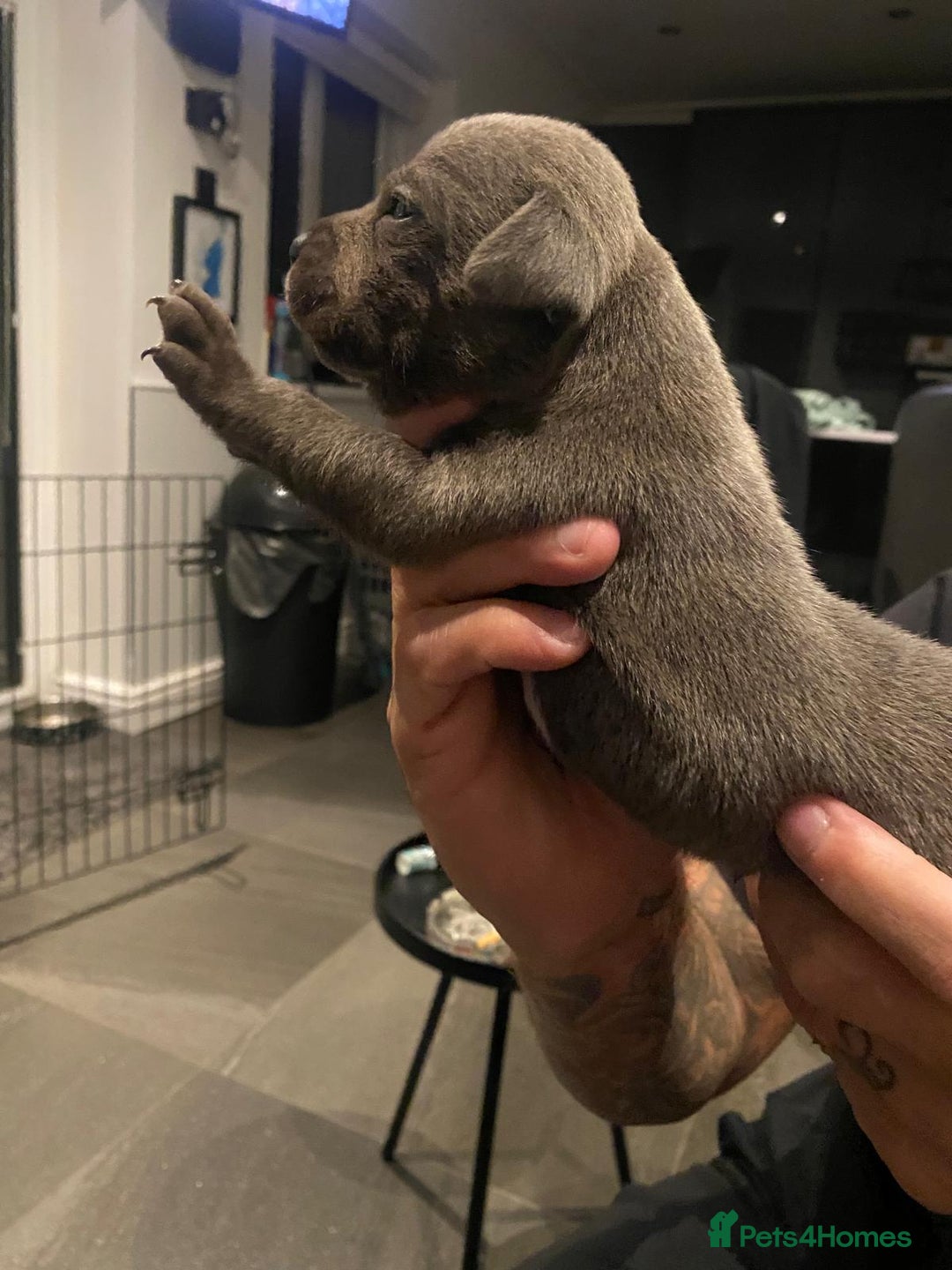 Staffordshire Bull Terrier dogs for sale: Blue staffie pupz - Image 9