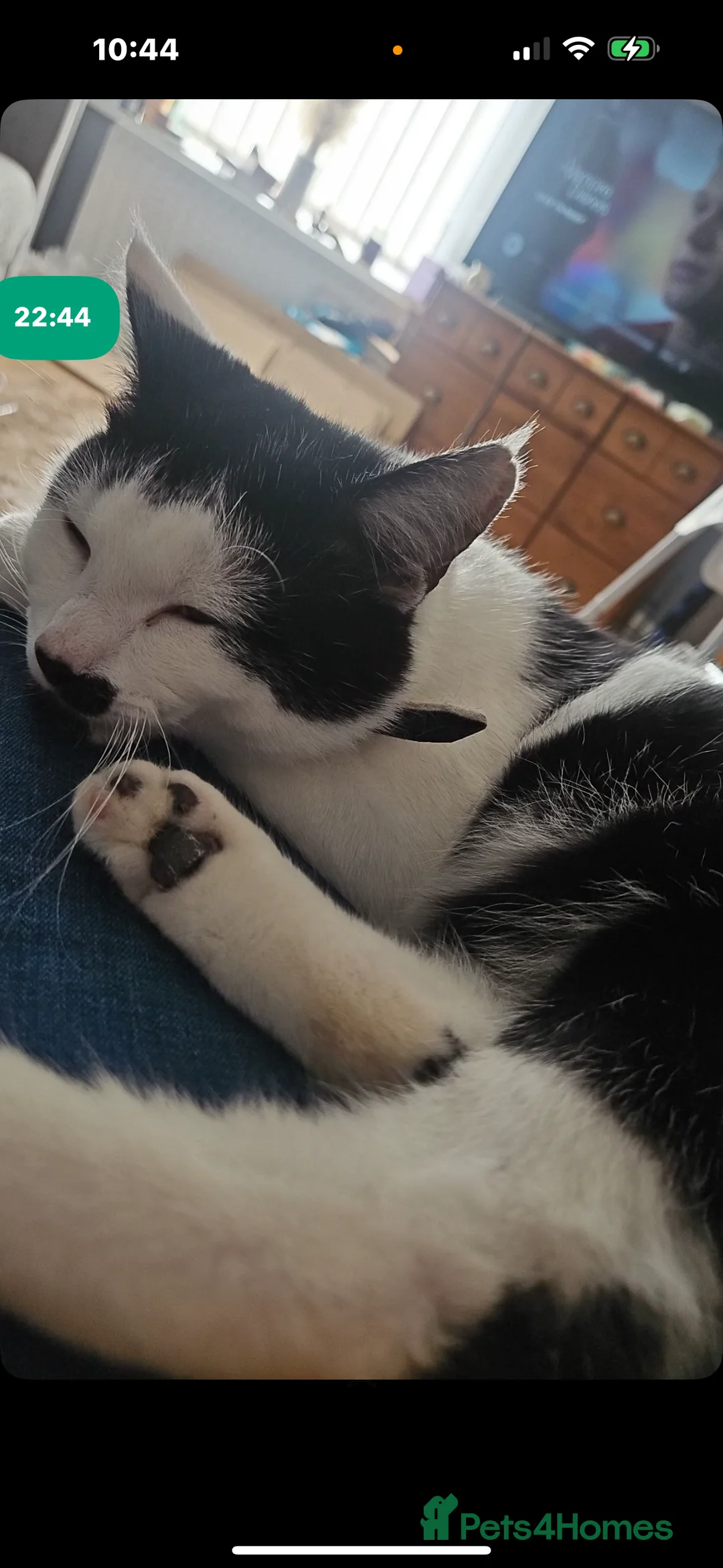 Mixed Breed cats for sale:  Mixed breed Tom cat - Advert 6