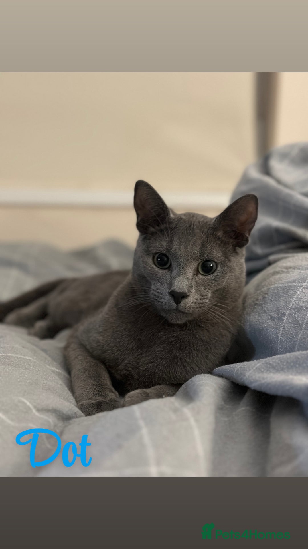 Russian Blue cats for sale: 2 x Pedigree Russian Blue GCCF - Advert 4