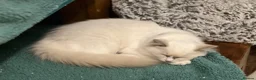 Ragdoll cats for sale: Rare Lilac Bicolour Ragdolls in Hook, Hampshire - Advert 7