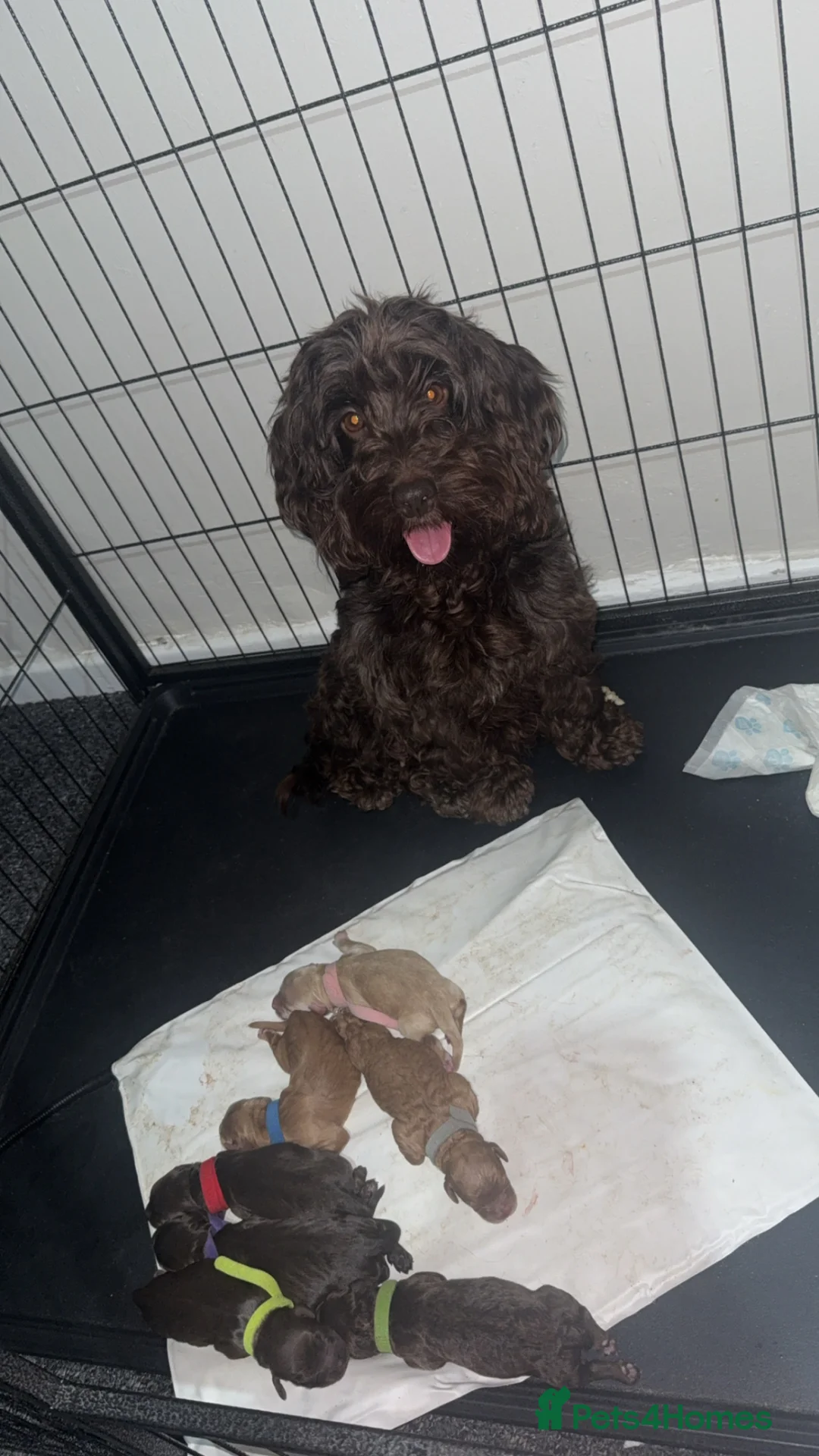 Cockapoo dogs for sale: Stunning F2 Cockapoo Puppies in Newton Aycliffe - Advert 15