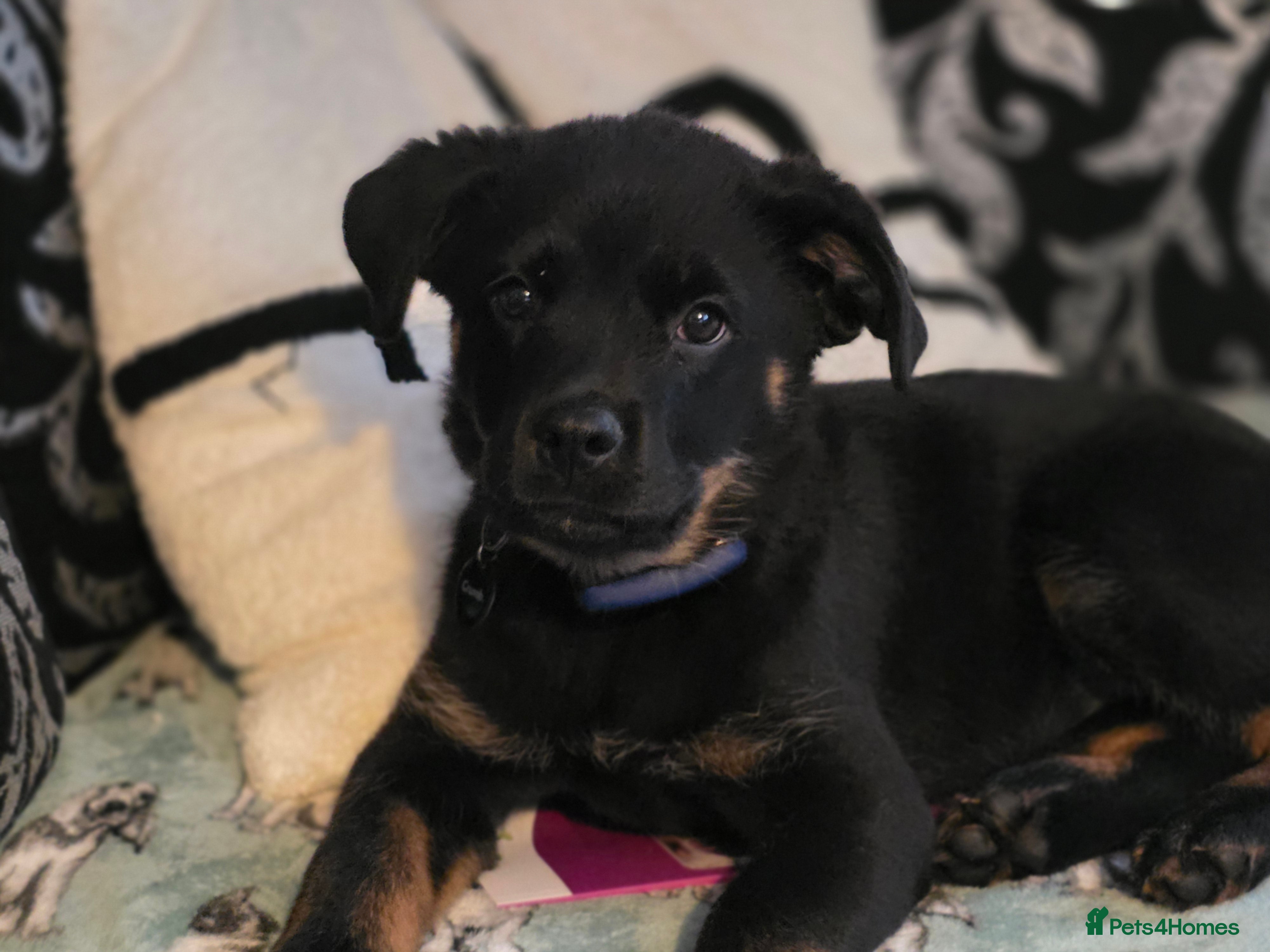 Mixed Breed dogs Beautiful pup looking for forever sofa  - Advert 18