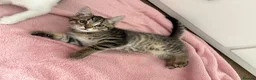 Mixed Breed cats for sale: Litter of 6 Kittens  - Advert 26