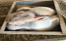Chinchilla rodents for sale: Trio of Young Males - Image 6