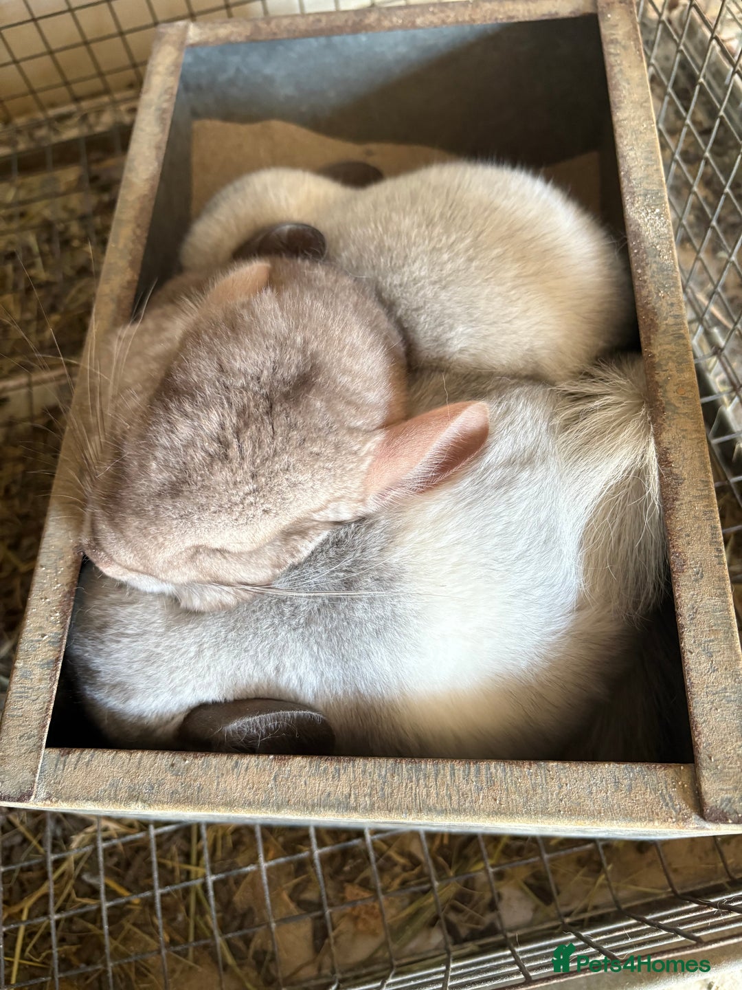 Chinchilla rodents for sale: Trio of Young Males - Image 6