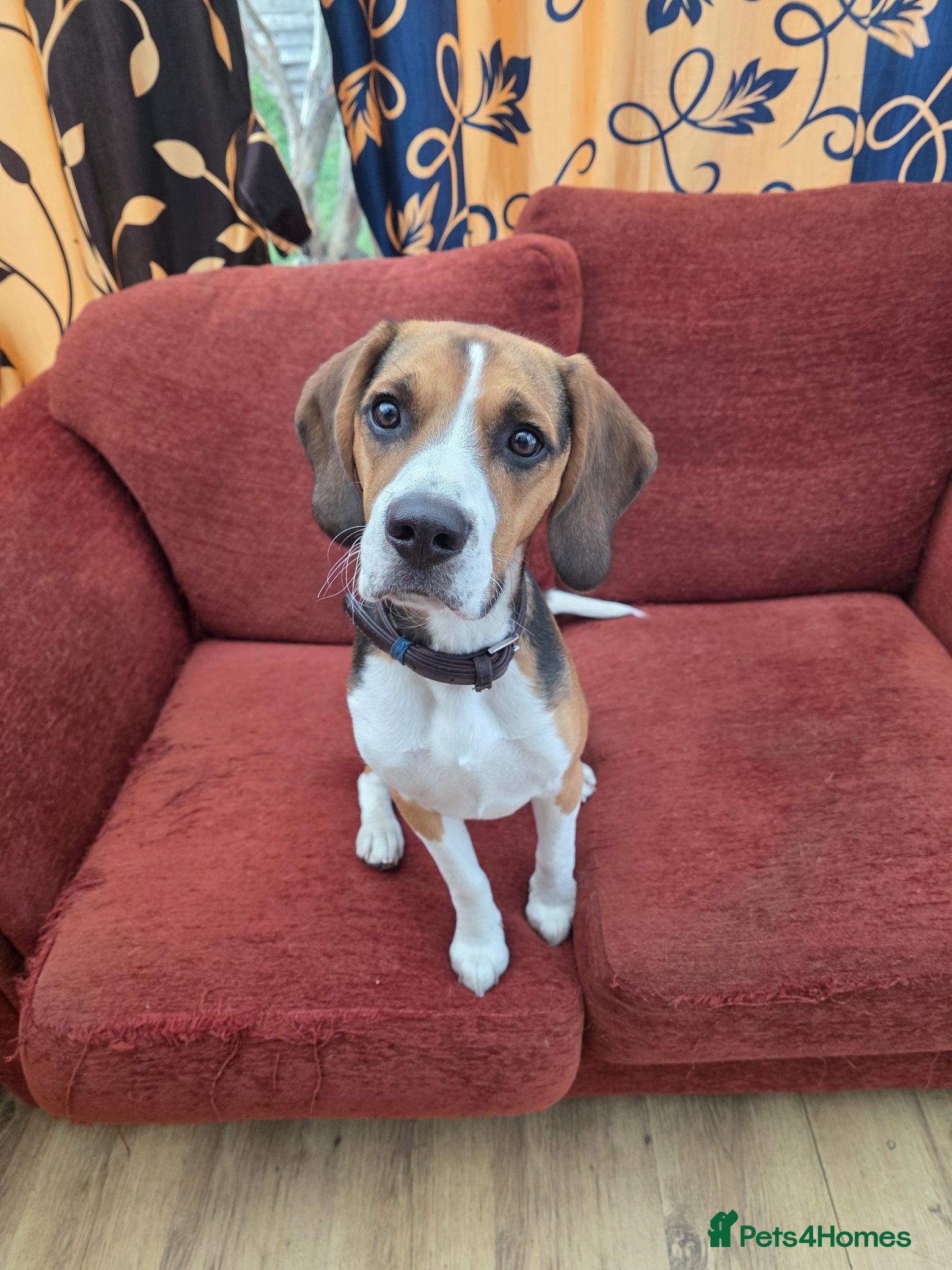 Beagle dogs Lupin - Beautiful tri-colour Beagle - Advert 13
