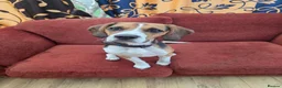 Beagle dogs for sale: Lupin - Beautiful tri-colour Beagle - Advert 1