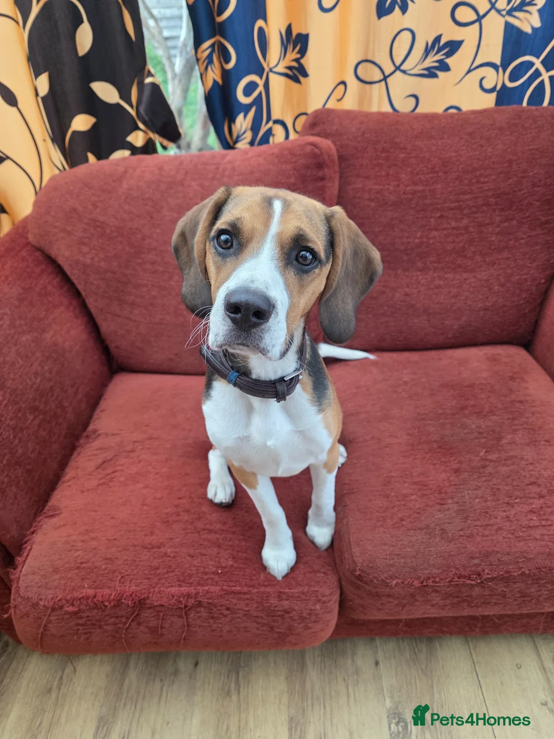 Beagle dogs for sale: Lupin - Beautiful tri-colour Beagle - Advert 1