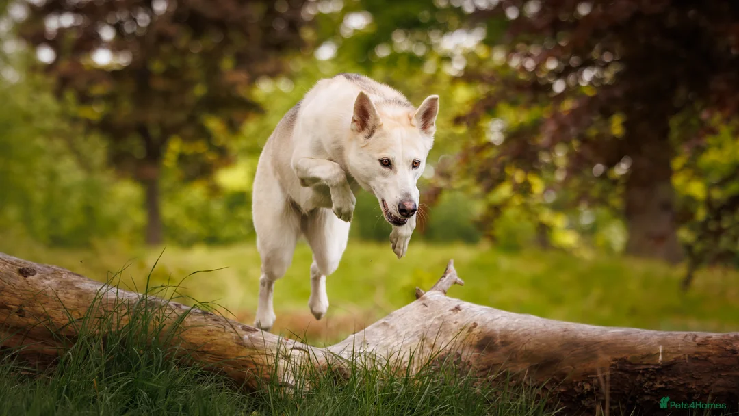 Mixed Breed dogs for sale: Northern Inuit puppy - Advert 1