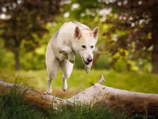 Mixed Breed dogs Northern Inuit puppy - Advert 2