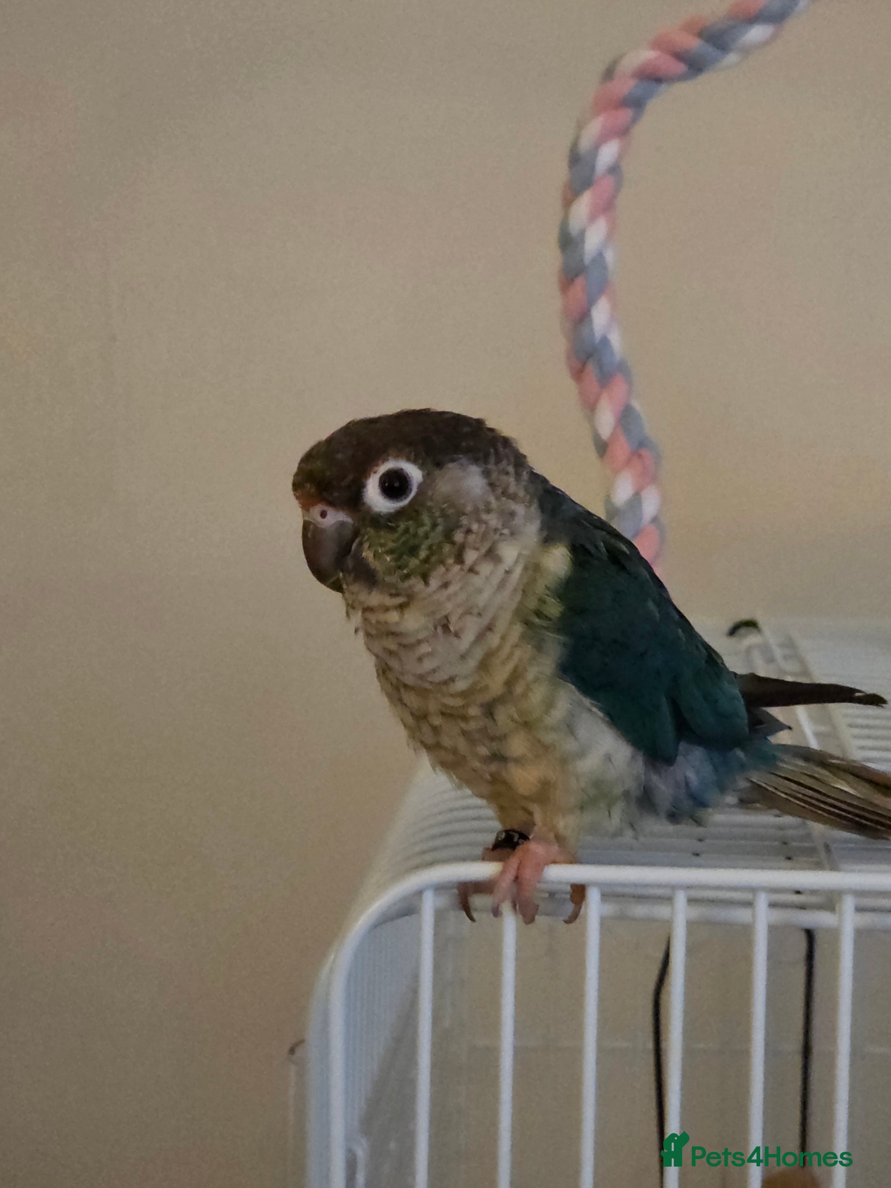 Conures birds Green cheek conure in Leigh - Advert 1