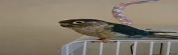 Conures birds for sale: Green cheek conure in Leigh - Advert 1