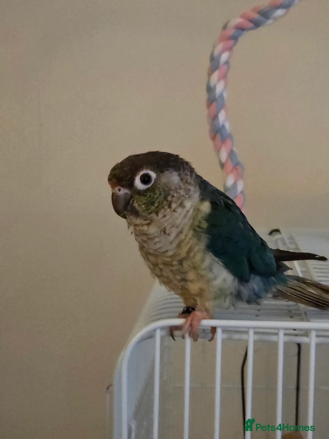 Conures birds for sale: Green cheek conure in Leigh - Advert 1