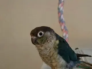 Conures birds Green cheek conure in Leigh - Advert 1