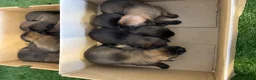 Belgian Shepherd Dog dogs for sale: DARK KC REG BELGIAN MALINOIS PUPPIES - Advert 13