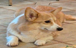 Welsh Corgi Pembroke dogs for sale: Champion line corgi puppies health tested parents  - Image 6