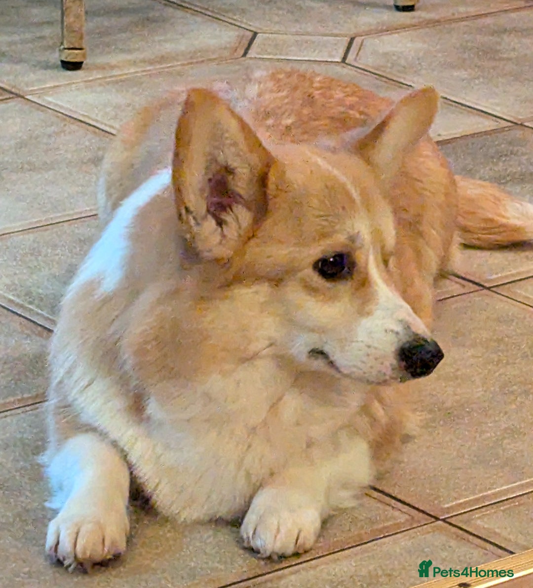 Welsh Corgi Pembroke dogs for sale: Champion line corgi puppies health tested parents  - Image 6