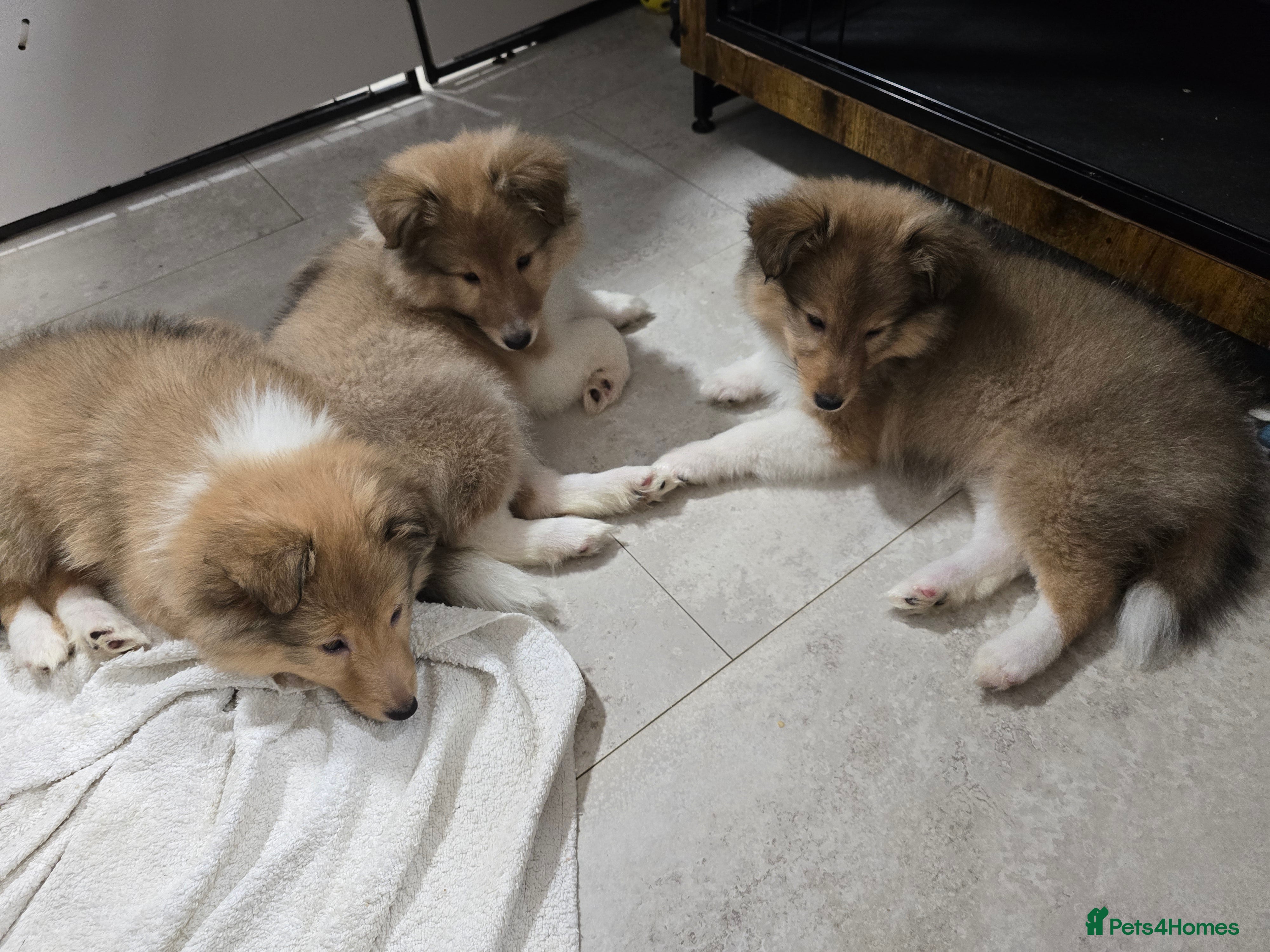 Shetland Sheepdog dogs Shetland sheepdog girl pups - Advert 1