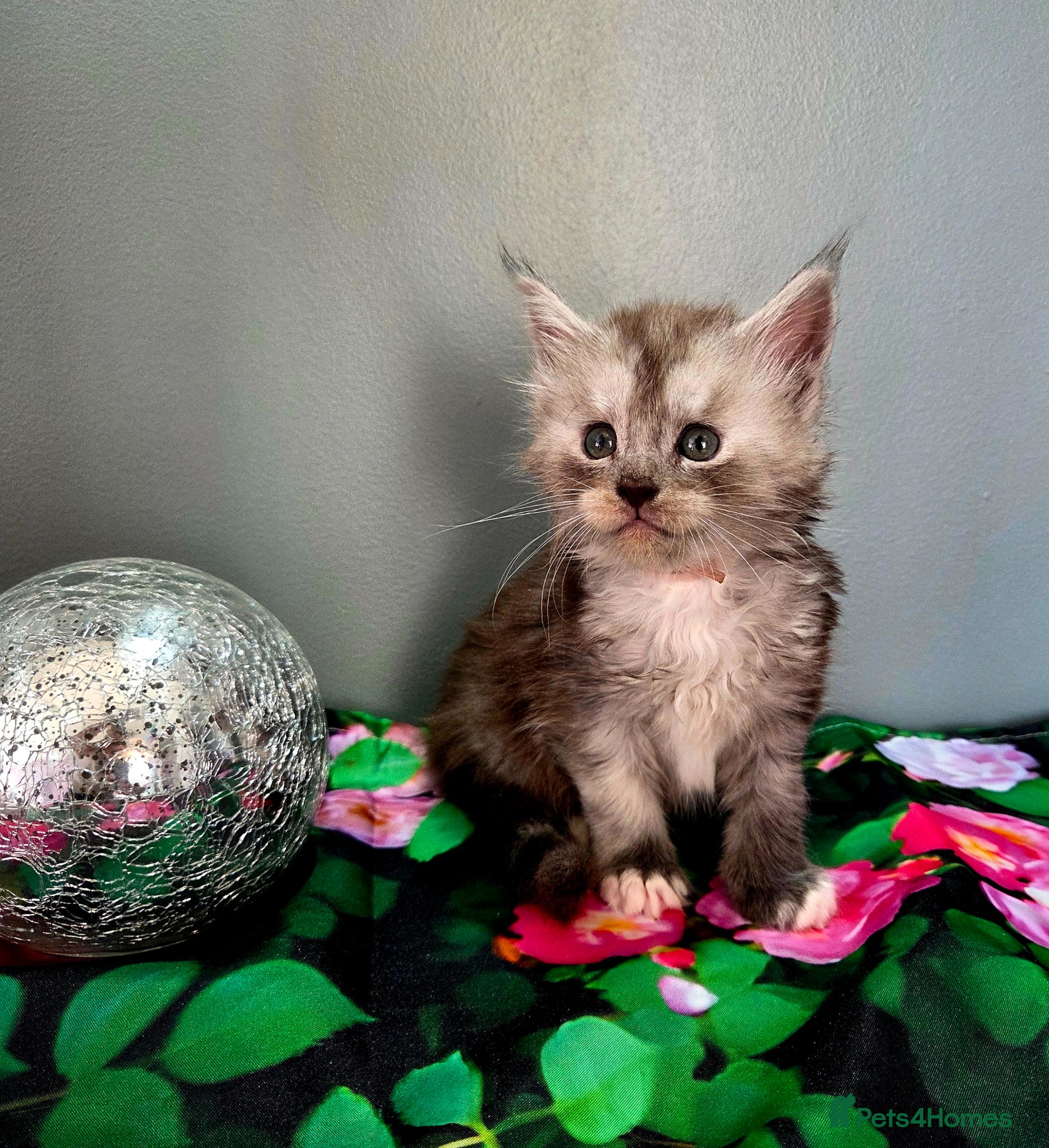 Maine Coon cats Rare polydactyl and silver kittens - Advert 2