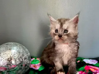 Maine Coon cats Rare polydactyl and silver kittens - Advert 4