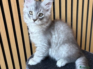 Maine Coon cats XL Maine Coon Kittens for Sale – TICA Reg - Advert 17