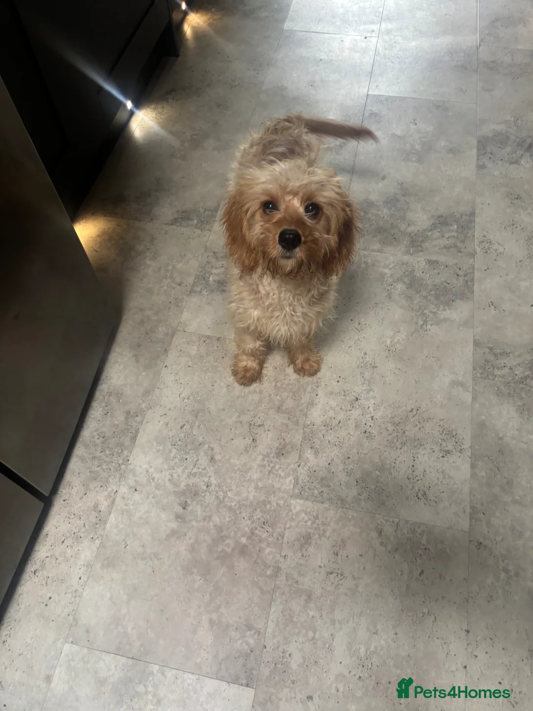 Cavapoo dogs for sale: F1 health tested Cavapoos unique merles/red/blacks - Advert 2