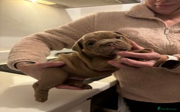 English Bulldog dogs for sale: Stunning KC registered English Bulldogs 4 left - Image 7