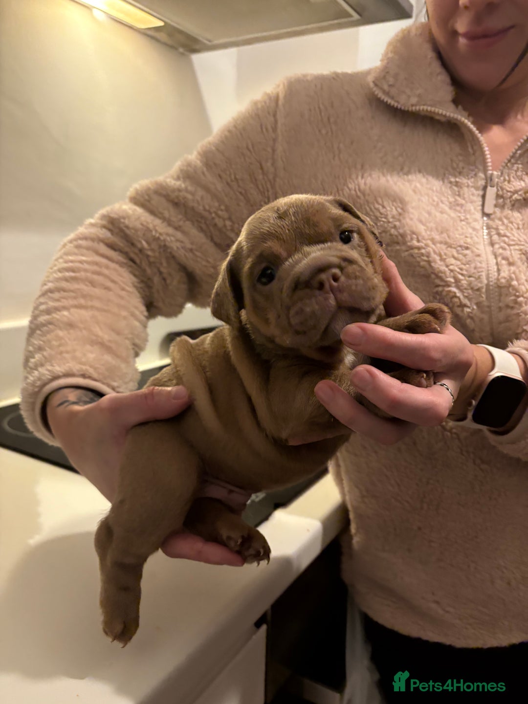 English Bulldog dogs for sale: Stunning KC registered English Bulldogs 4 left - Image 7