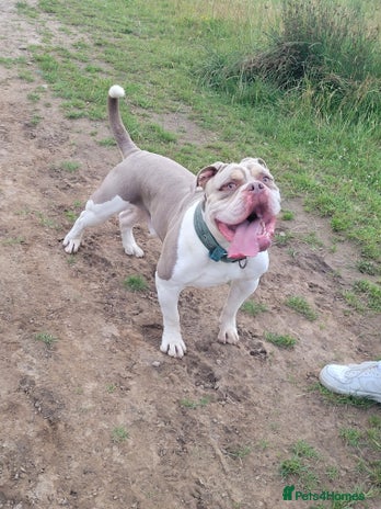 Old Tyme Bulldog dogs - Advert 2