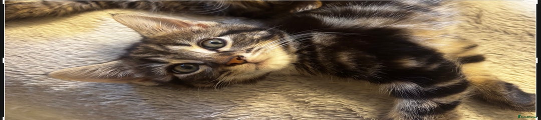 Norwegian Forest Cat Kitten 3