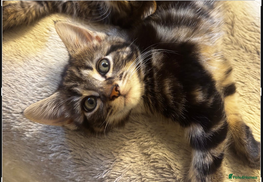 Norwegian Forest Cat cats for sale: Beautiful fluffy kittens - Image 26