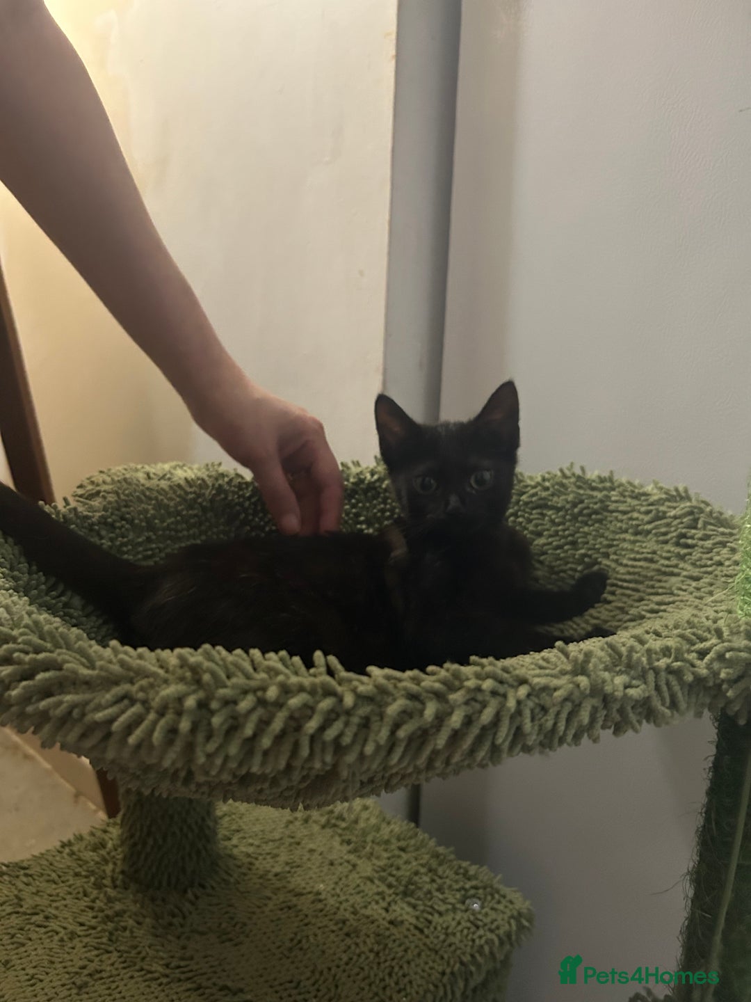 Mixed Breed cats for sale: Mollychops / molly - Image 3