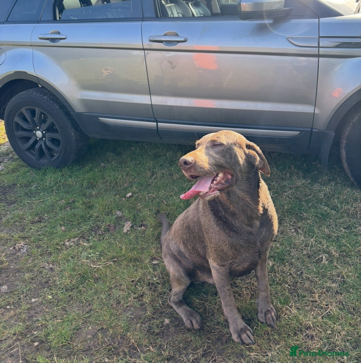 Labrador Retriever dogs KC Silver Labrador retriever proven stud  - Advert 4