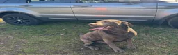Labrador Retriever dogs for stud: KC Silver Labrador retriever proven stud  in Knutsford - Advert 1
