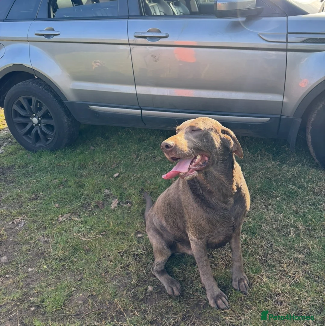 Labrador Retriever dogs for stud: KC Silver Labrador retriever proven stud  in Knutsford - Advert 1